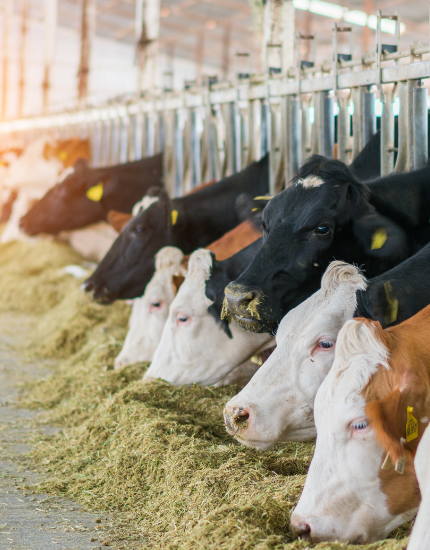 bayfeed,Besleme Danışmanlığı